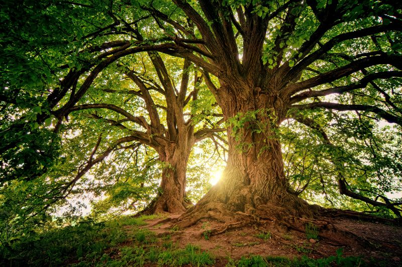 arbre soleil