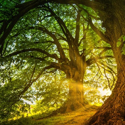 arbre icone