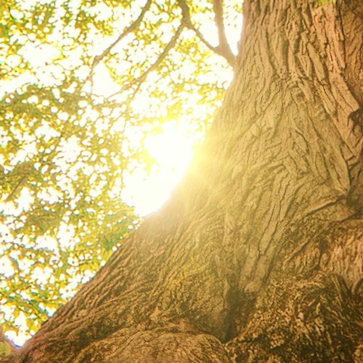 arbre branche