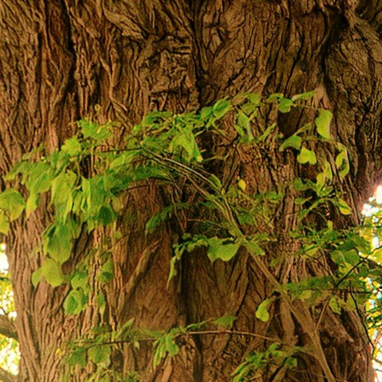 arbre soleil