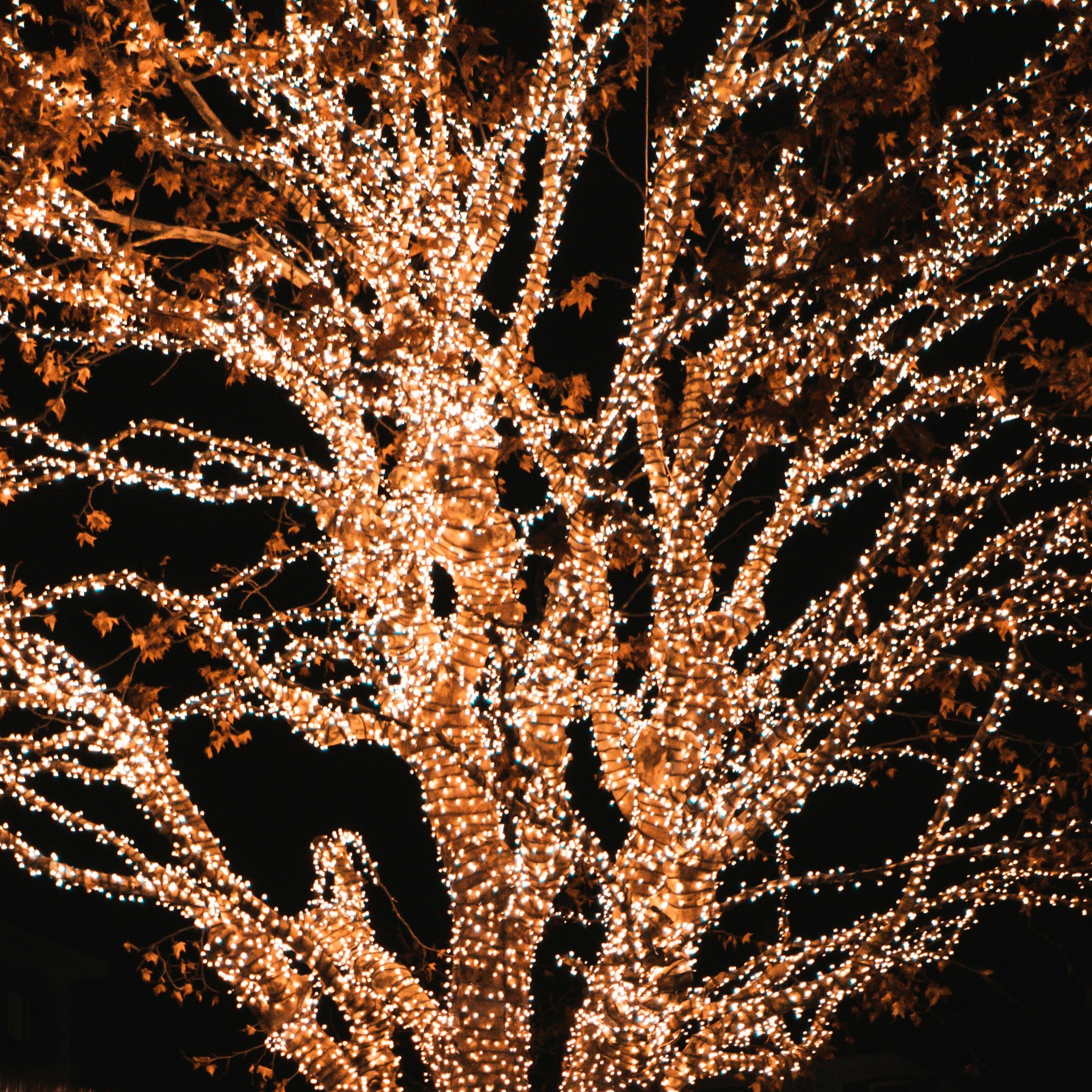 pink branch