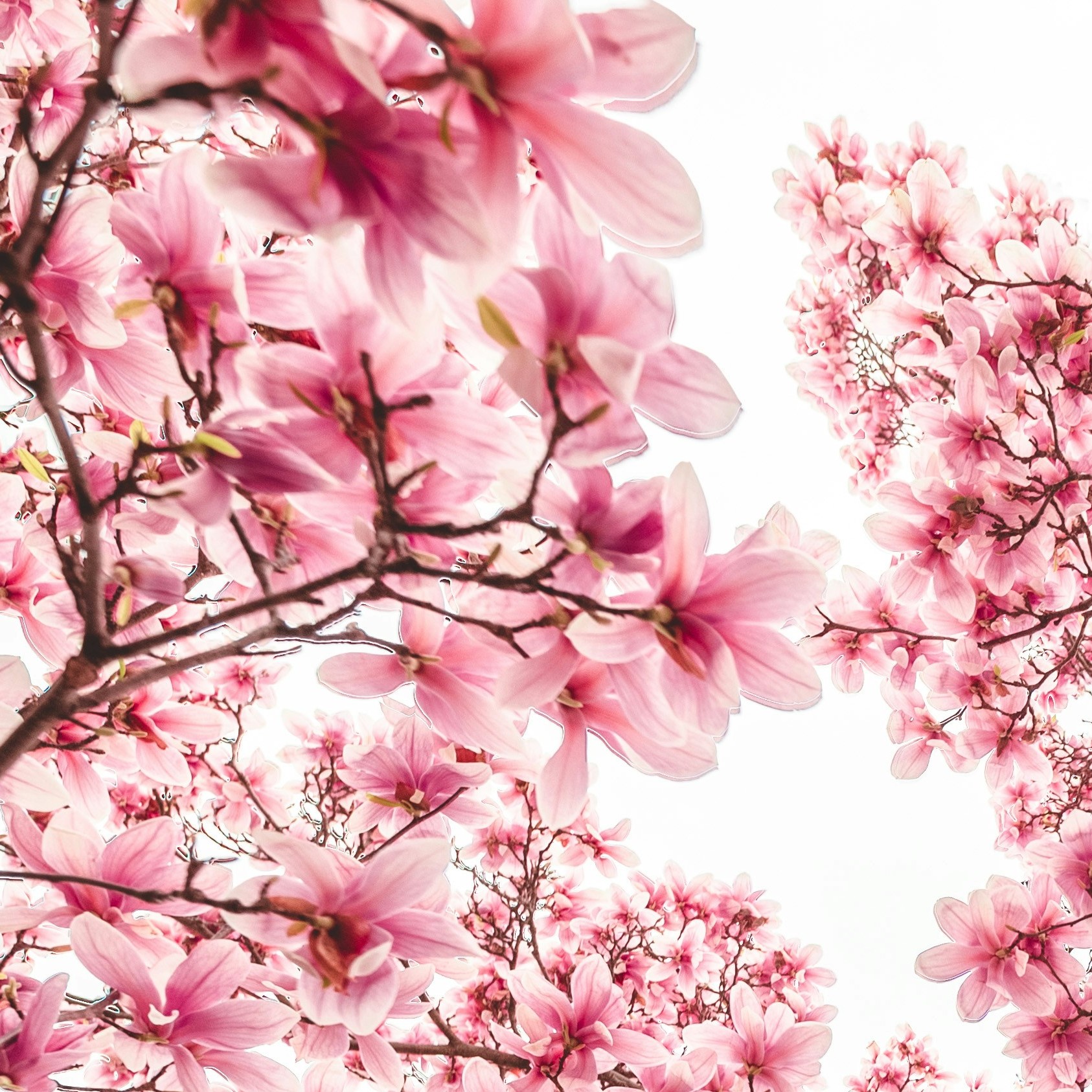 pink branch