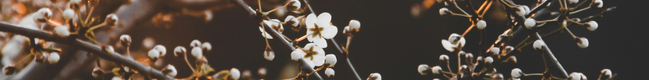 white tree